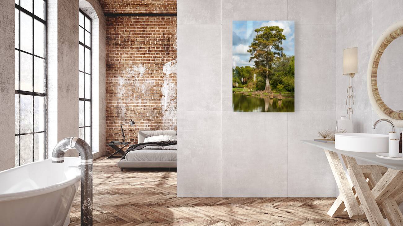 Large bald cypress trees rise out of water in Atchafalaya basin Reproduction