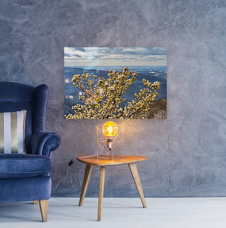 Eastern White Pine covered with snow at Coopers Rock Reproduction