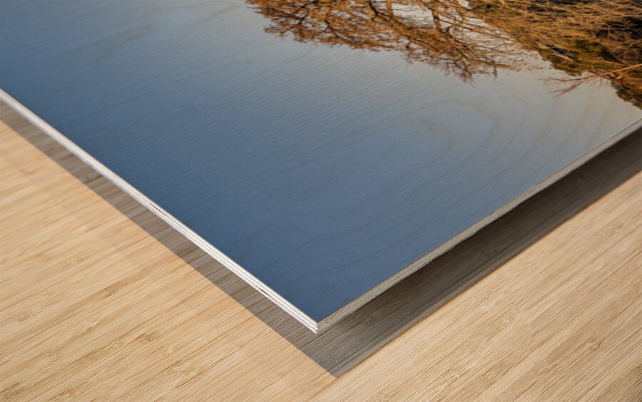 Large cypress tree in Comal River in Landa park New Braunfels in Wood print