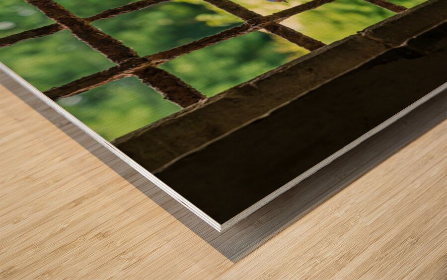 Barn swallow perched on the bars of 13th Century window Wood print