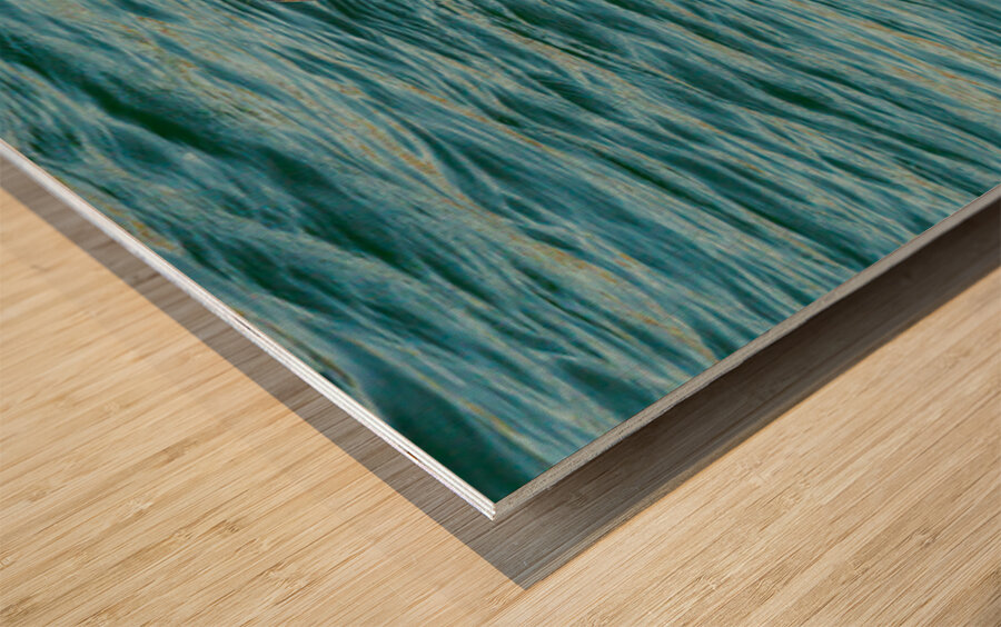 Small harbor seal in waters off Anacortes looking plaintively at Wood print