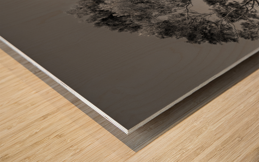 Solitary tree overlooks Waikiki in Black and White Wood print