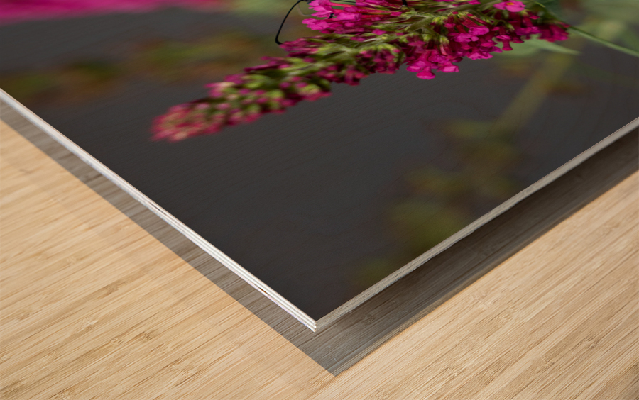 Close up of beautiful Monarch butterfly feeding in garden Wood print