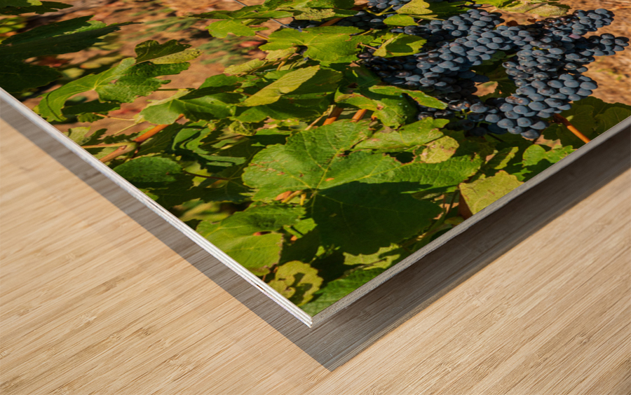 Grapes for port wine by the River Douro Wood print