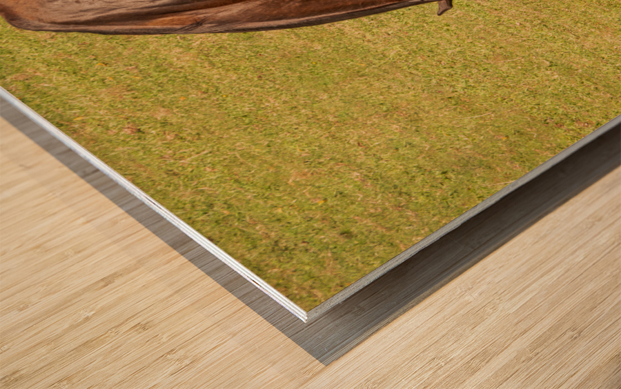 Two brown horses grazing in a meadow Wood print