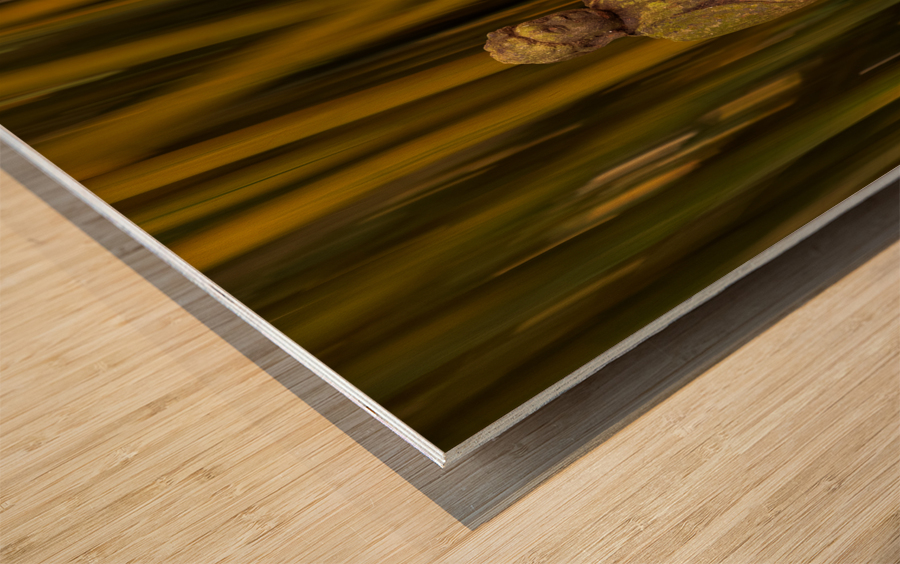 Buddha statue in bamboo forest Wood print