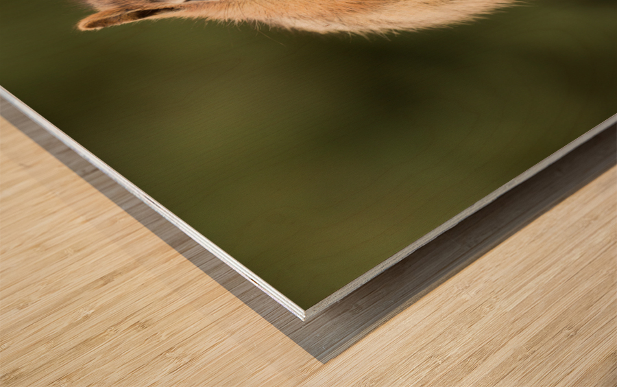 Cute Chipmunk well fed on nuts and seeds Wood print