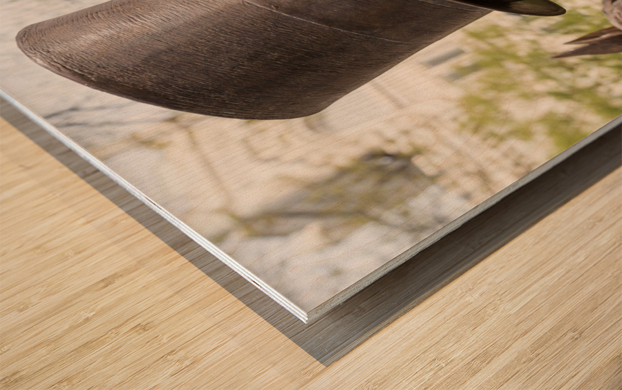 Detail of head of statue of President Lincoln Wood print