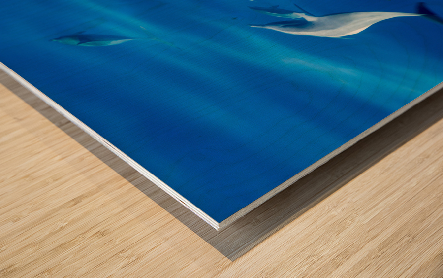 Spinner dolphins off coast of Kauai with leader clearly winning  Wood print