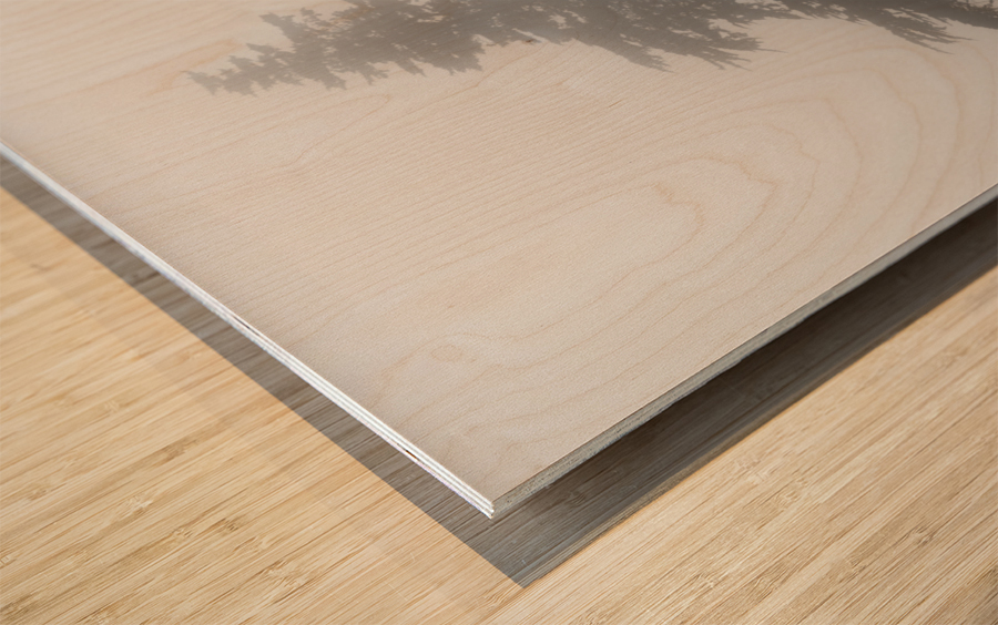 Mist and fog envelop two pine trees Wood print