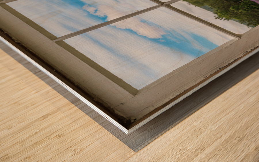 Lavender plants in blossom in early July through window Wood print