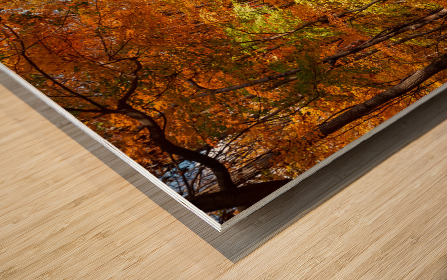 Road leading to Coopers Rock state park Wood print