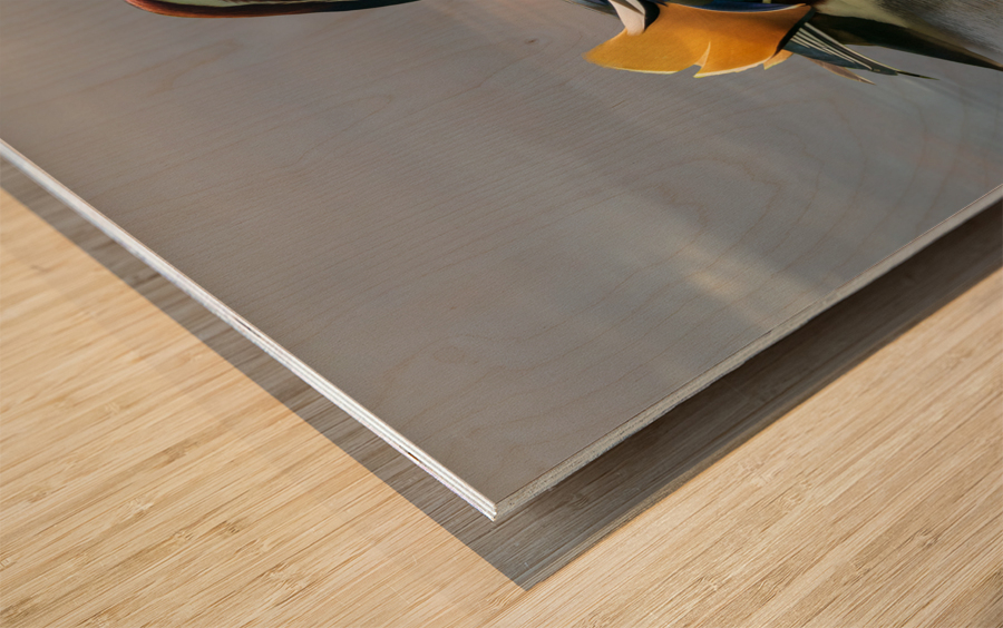 Mandarin duck floats on Ellesmere Mere to a clear reflection of  Wood print