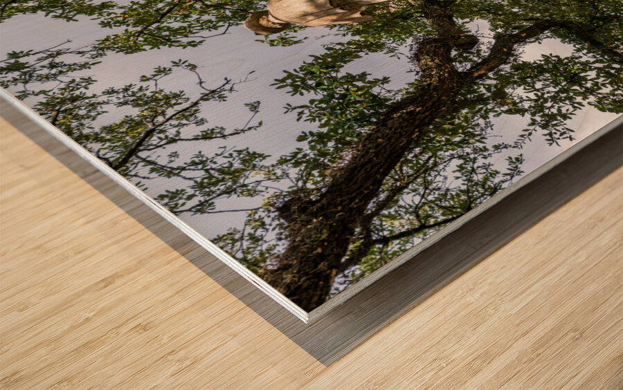 Rear view of statue confederate soldier surrendering in Natchez Wood print