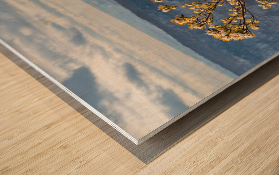 Eastern White Pine covered with snow at Coopers Rock Wood print